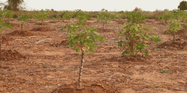 Culture de manioc Madagascar